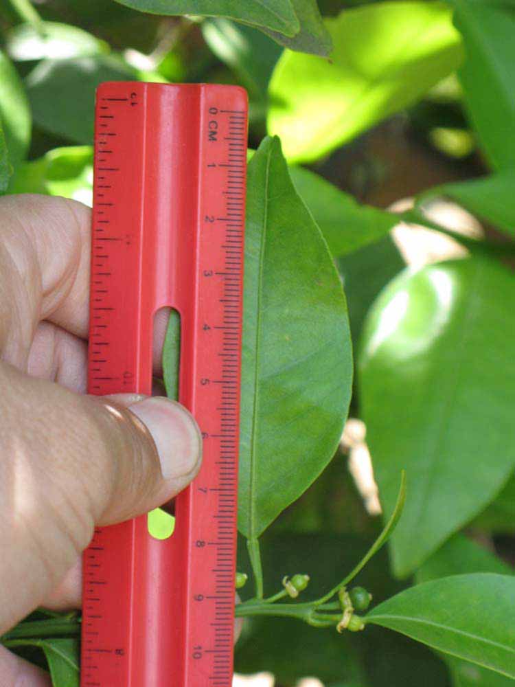                Unifoliolate leaf (Dancy Weshart, Riverside,   CA)       